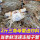 【三角母2斤】梭子蟹(约6~10只)