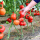 红果番茄苗 6棵 大红番茄