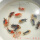 4-5cm精品兰寿金鱼混搭5条 (加1条备损)