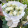 11朵白玫瑰花束--挚爱