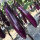 紫长茄种子2包