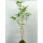 红观音竹3-5杆苔藓球(可水培)