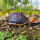 台缘龟-30-60克（6cm左右）