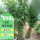 （丛生）40棵凤尾竹高1-1.2米