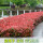 红叶石楠树苗40-50cm高50颗