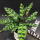 猫眼竹芋一盆4-6片叶子不包叶损