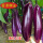 紫红长茄12棵苗
