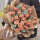 33朵卡布奇诺玫瑰花