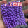 手自一体 900发 7.2mm紫色塑料