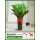 1.1-1.2米金钱树(双面祝福瓷盆)(