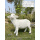 82cm 大号母羊2009H (高)