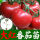 大红果番茄苗