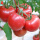 大粉番茄苗24棵 传统大番茄