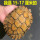 11-13厘米黄色宠物龟