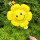 10个黄色蜜蜂雏菊夹片气球