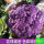 紫花菜种子【原装5包】 约500粒