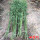 四季竹2厘米粗度5棵