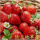 法兰地草莓营养杯苗4棵
