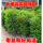 11年精品塔型110厘米母树一棵