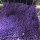 紫色颗粒一包25kg