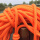 （橙色绳）8毫米30米光绳子