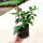 大红花袋苗1盆 高约15-20cm 当年