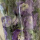 紫色大飞燕5枝