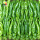 绿螺丝辣椒种子50粒/老品种