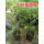 小叶紫檀25-30厘米、2棵
