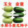 金童黄瓜(绿色)10粒分装