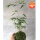 苔藓球 米竹+仿木底座
