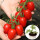 红圣女果番茄苗1盆 带盆带土发货