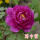 【葛巾紫】2~3分枝