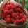 树莓【澳洲红双季】5年苗当年结