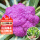 紫花菜苗 5棵