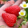 奶油草莓(5棵)