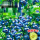 【爆果发货】精品绿宝石蓝莓盆栽中苗40-50cm+