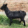 单款黑公或黑母山羊高1.1m*1.1m
