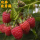树莓 波鲁德 双季 当年结果