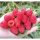 红树莓8盒*125克
