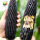 墨瞳黑色水果玉米种子 20g干瘪种