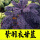 紫羽衣甘蓝种子5000粒/5包+肥【
