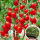 红千禧番茄苗 24棵