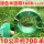 1608-绿色半透明塑钢带-10公斤