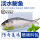 氮冻鲥鱼（0.7-1斤）自享装