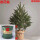 精品云杉圣诞树5-7厘米高 0个 0cm