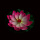 10个粉色【28CM】三层花瓣带荷叶