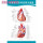 心脏的外形和血管示意图