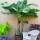 芭蕉树苗20～30厘米高2棵