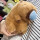 美拉德鼻涕水豚22厘米(鼻涕熊)